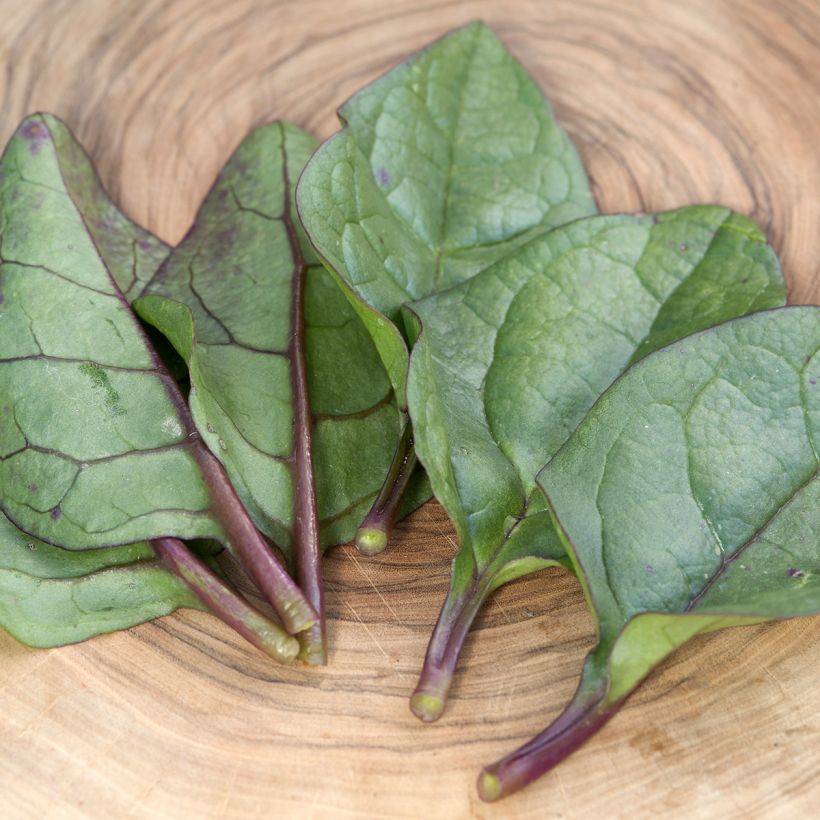 Malabarspinat Select Red - Basella alba (Foliage)