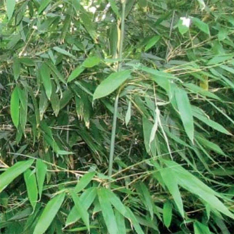 Bashania fargesii - Chinesischer Bergbambus (Foliage)