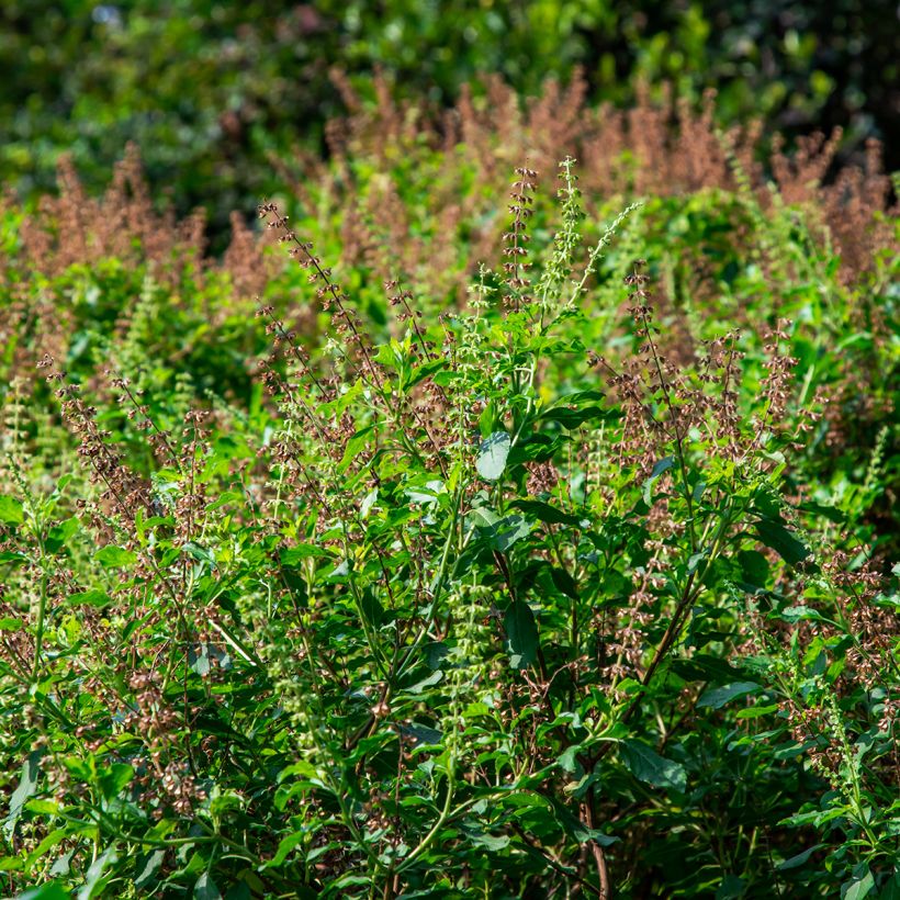 Basilikum Cinamonette (Plant habit)
