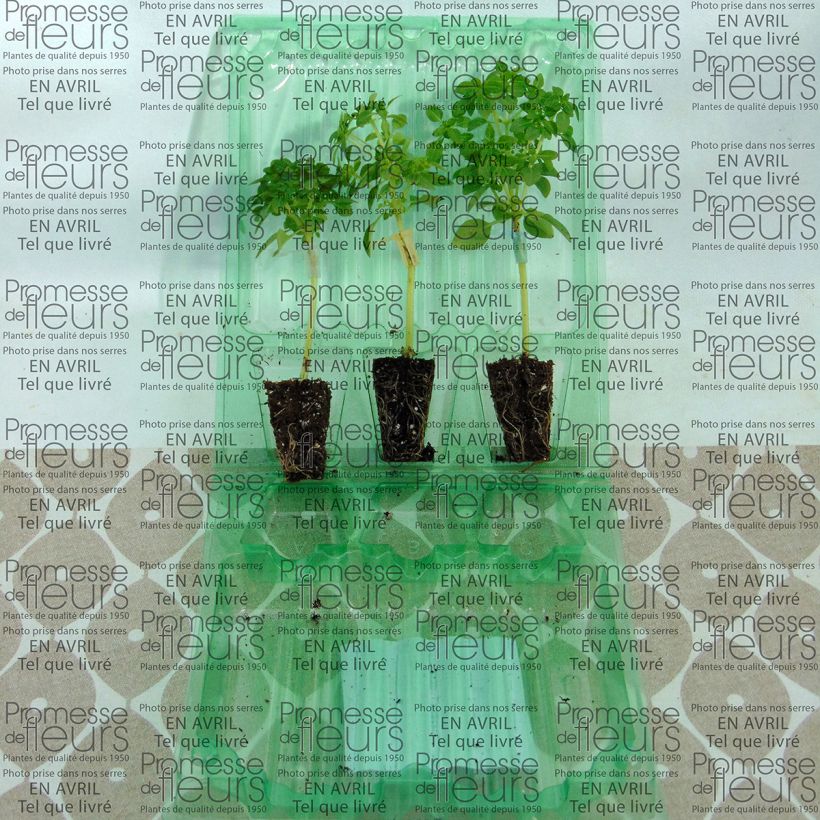 Beispiel eines Exemplars von Basilikum El Greco (Veredelt) Mini-Plug Ø 3/4 cm wie geliefert