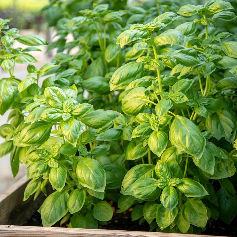 Basilikum Genovese Bio (Wuchs)