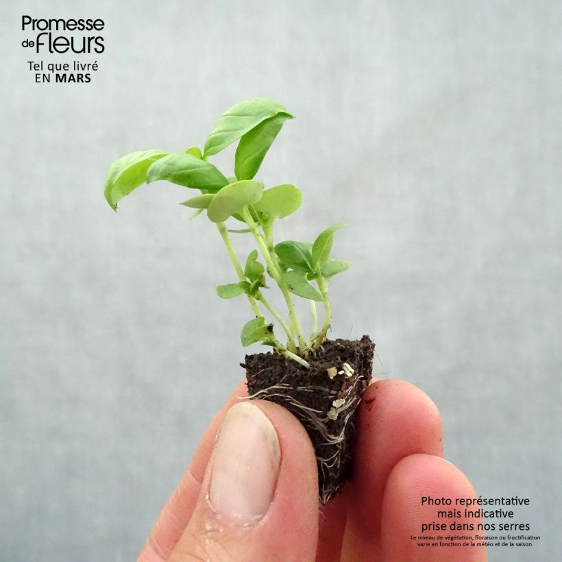 Example of Basilikum Grand Vert compact Mini-Plug Ø 3/4 cm as you get in printemps