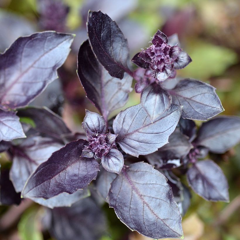 Basilikum Dark Opal (Foliage)