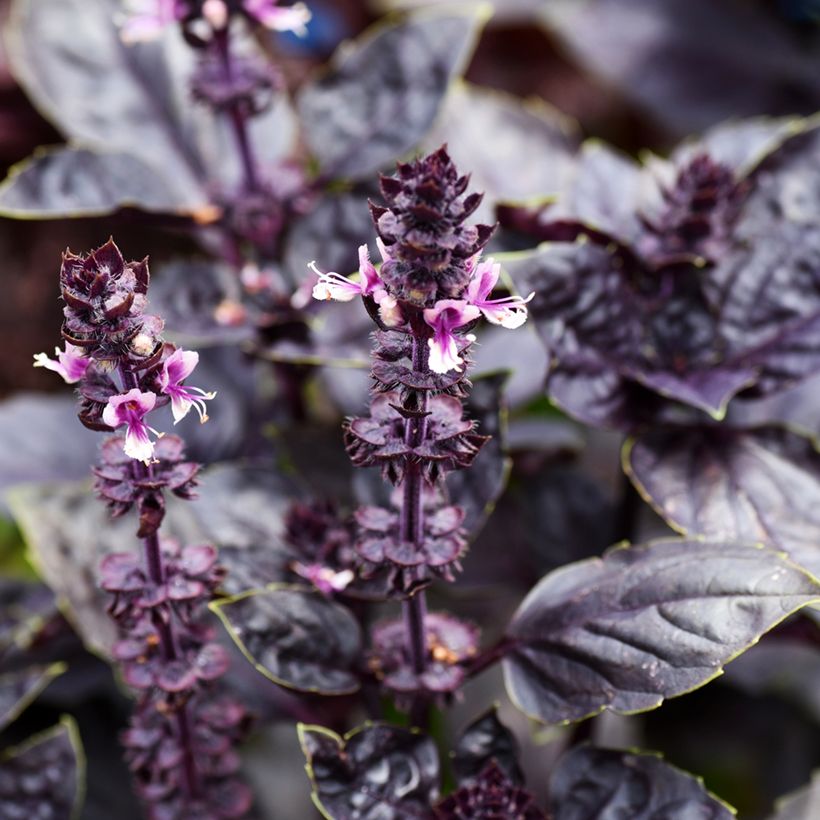 Basilikum Dark Opal (Flowering)