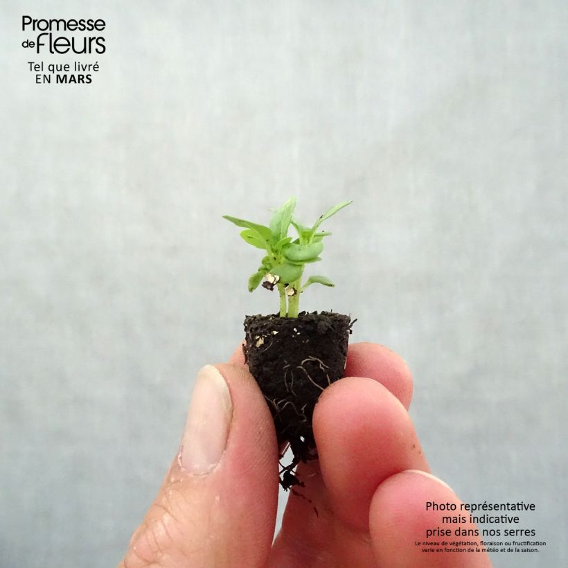 Exemplar von Basilikum fin vert nain compact Bio Mini-Plug Ø 1,5/2,5 cm wie im Frühjahr geliefert