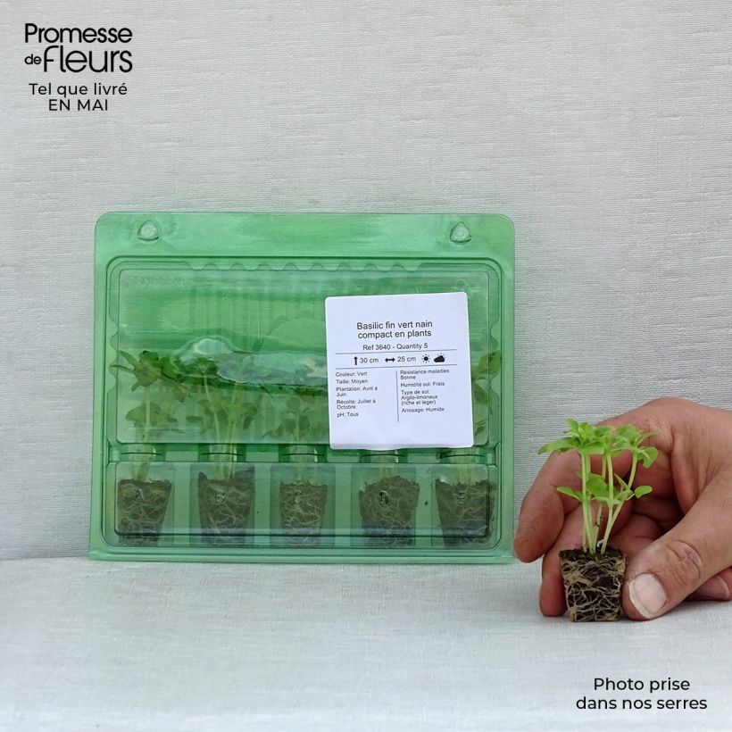 Example of Basilikum fin vert nain compact Mini-Plug Ø 3/4 cm as you get in printemps