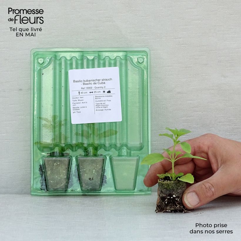 Exemplar von Basilikum kubanischer strauch Mini-Plug Ø 3/4 cm wie im Frühjahr geliefert