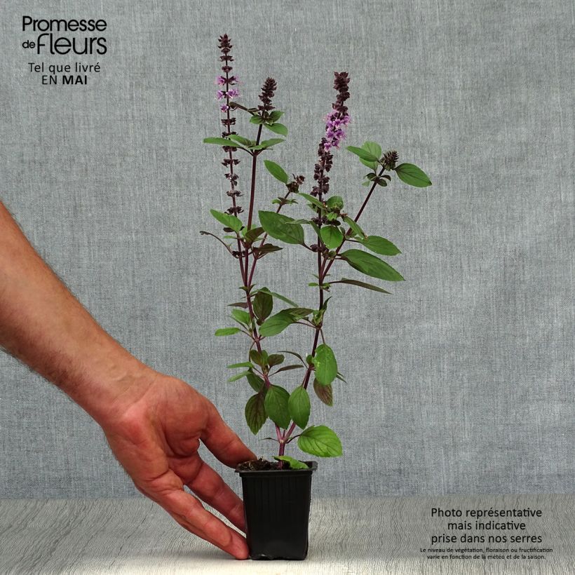 Example of Kampfer-Basilikum Magic Mountain - Ocimum kilimandscharicum Kleine Töpfe von 7/8 cm as you get in printemps