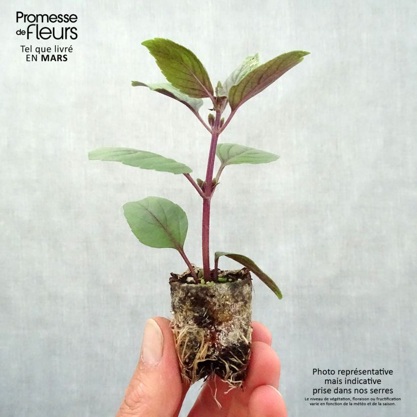 Example of Kampfer-Basilikum Magic Mountain - Ocimum kilimandscharicum Mini-Plug Ø 3/4 cm as you get in printemps