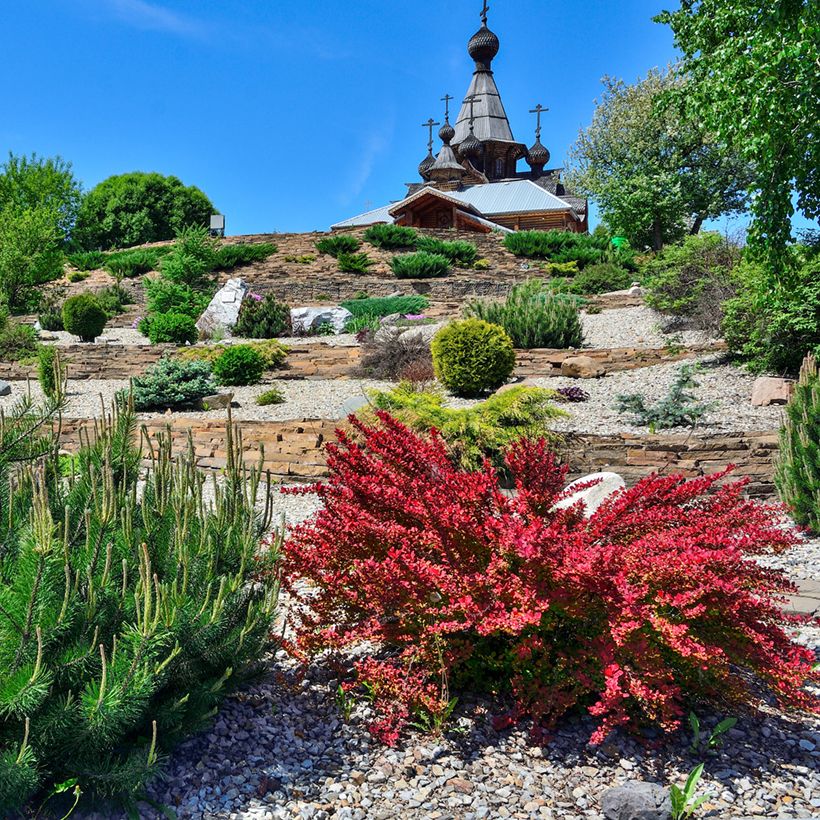 Berberis thunbergii Red Rocket (Plant habit)