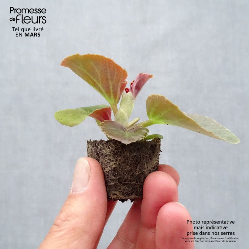 Example of Begonie F1 Big Rose Bronze Leaf - Begonia Mini-Plug Ø 3/4 cm as you get in printemps