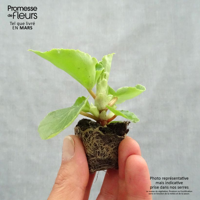 Exemplar von Begonie Big F1 Pink Green Leaf - Begonia Mini-Plug Ø 3/4 cm wie im Frühjahr geliefert