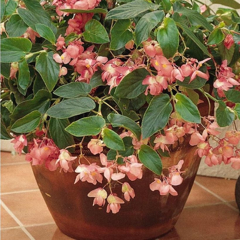 Begonie Dragon Wing Pink - Begonia semperflorens (Flowering)