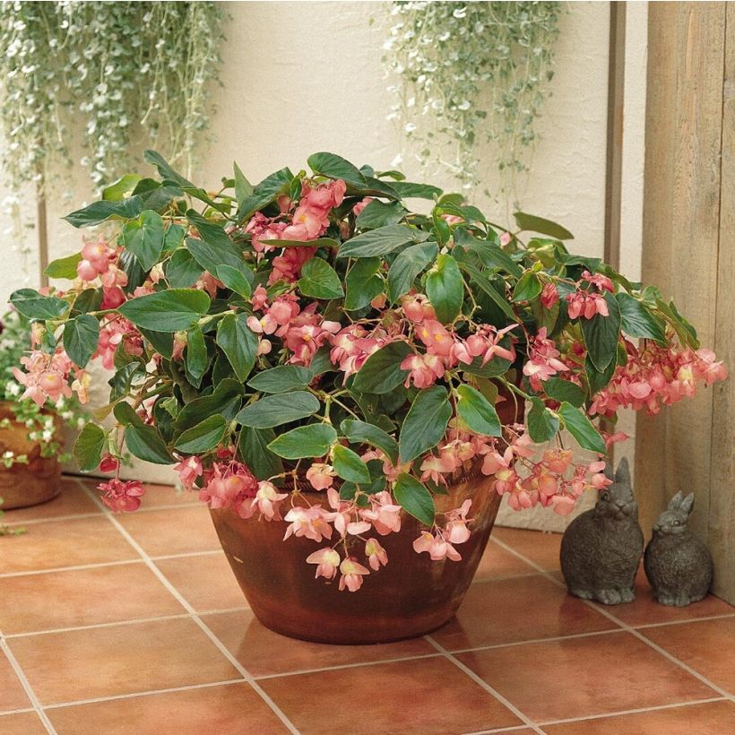 Begonie Dragon Wing Pink - Begonia semperflorens (Plant habit)