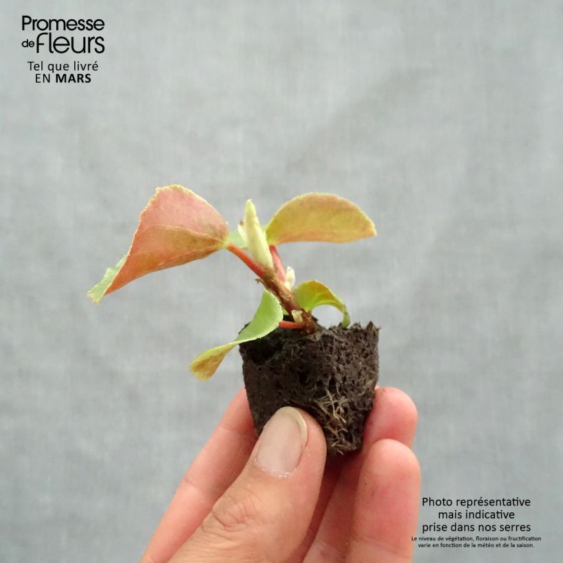 Example of Begonie Dragon Wing Pink - Begonia semperflorens Mini-Plug Ø 3/4 cm as you get in printemps