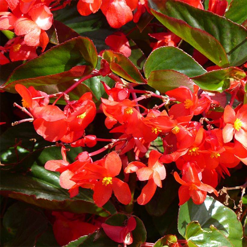 Begonie Dragon Wing Red - Begonia semperflorens (Flowering)