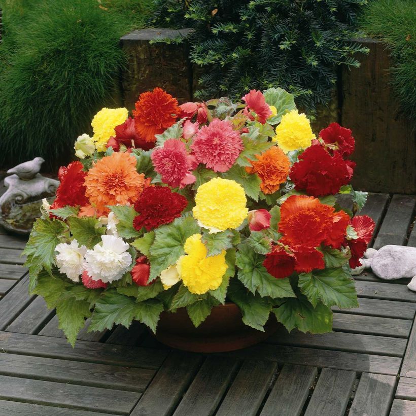 Begonia Fimbriata mix 6 Farben (Wuchs)