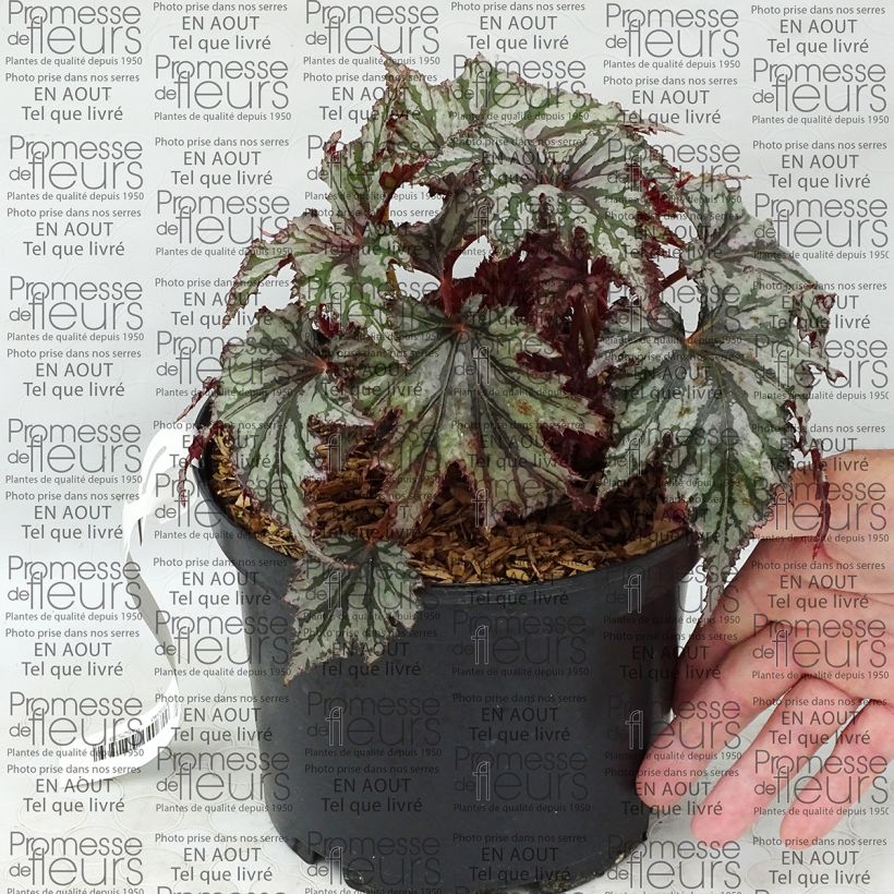 Example of Begonie Garden Angel Blush - Begonia Topf mit 2L/3L as you get