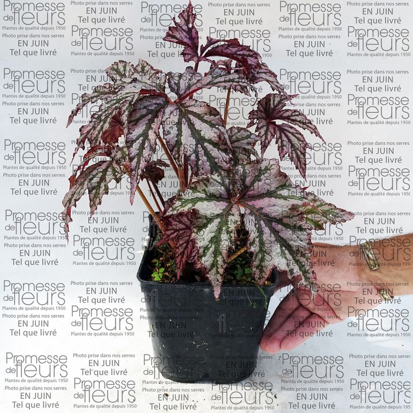 Beispiel eines Exemplars von Begonie Garden Angel Plum - Begonia Topf mit 2L/3L wie geliefert
