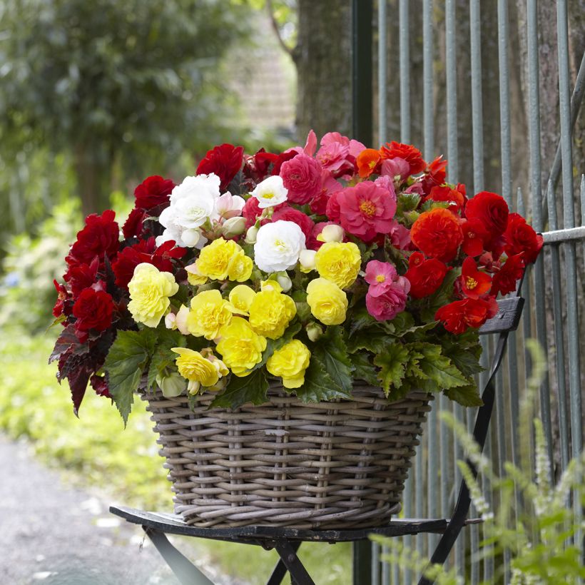 Begonia multiflora Maxima mix 6 Farben (Wuchs)