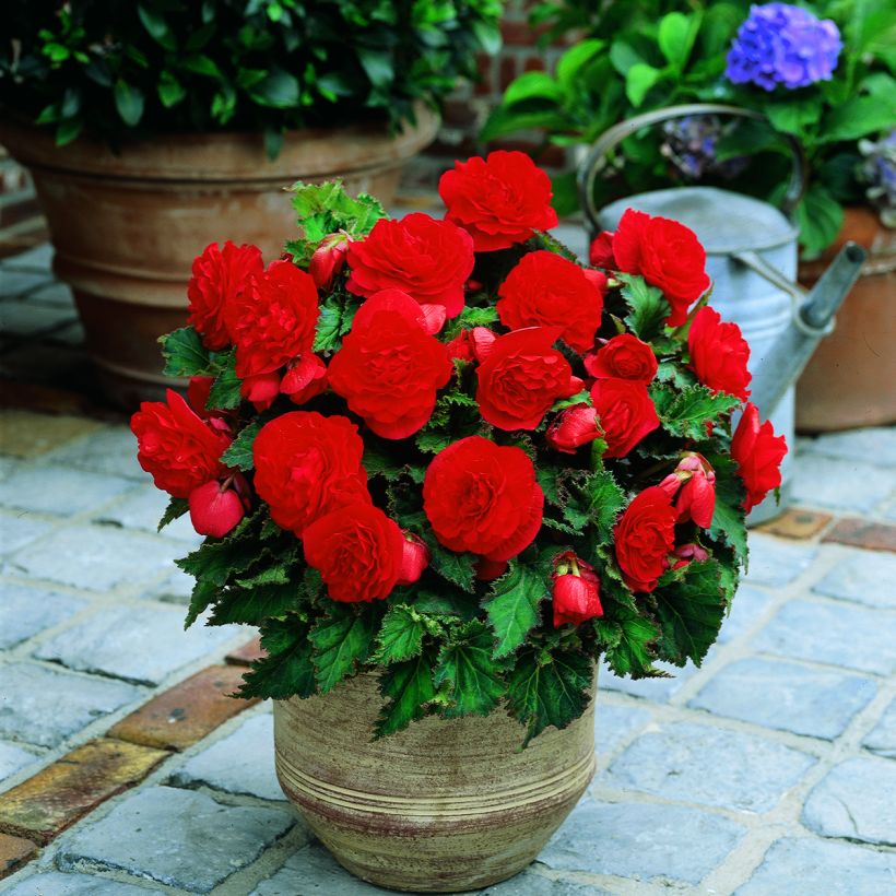 Begonie Non Stop Scarlet - Begonia multiflora (Wuchs)