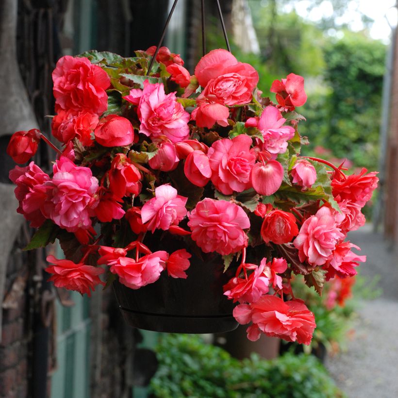 Begonie Pink Delight - Begonia Odorata  (Blüte)
