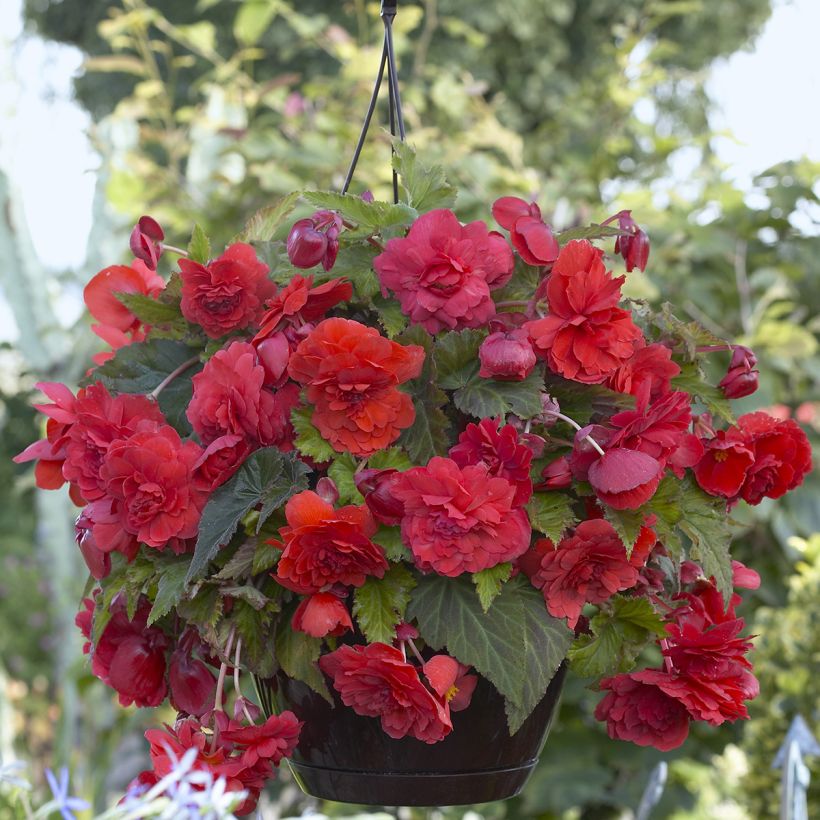 Begonie Red Glory - Begonia Odorata  (Blüte)