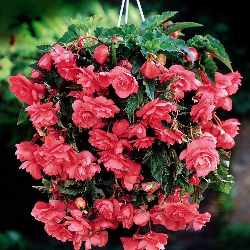 Begonie Cascade Pink - Begonia Pendula  (Blüte)