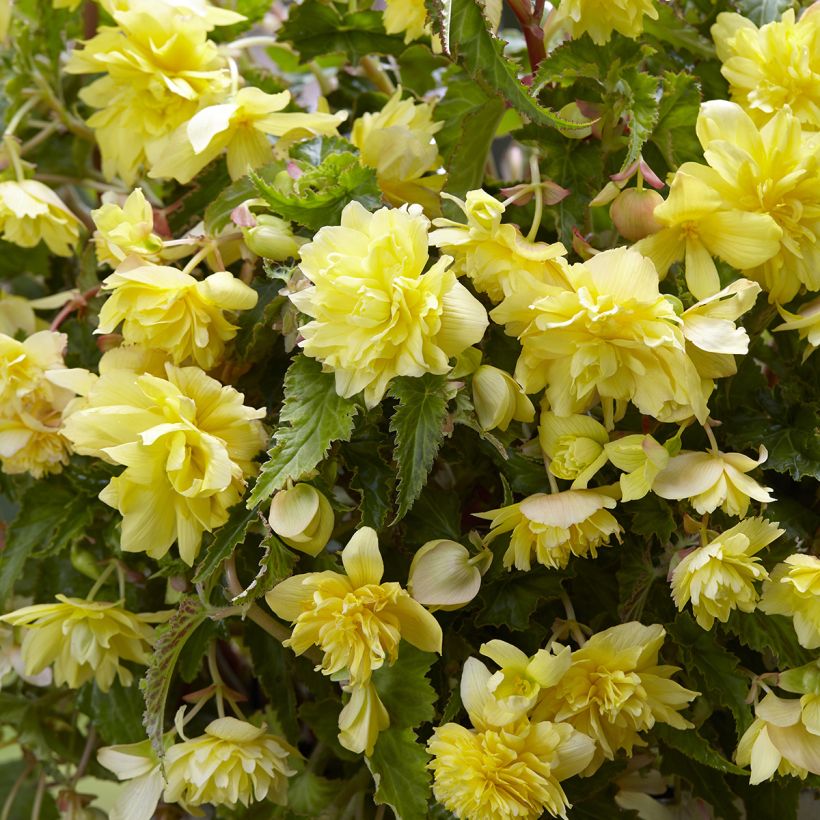 Begonie Cascade Yellow - Begonia Pendula (Blüte)