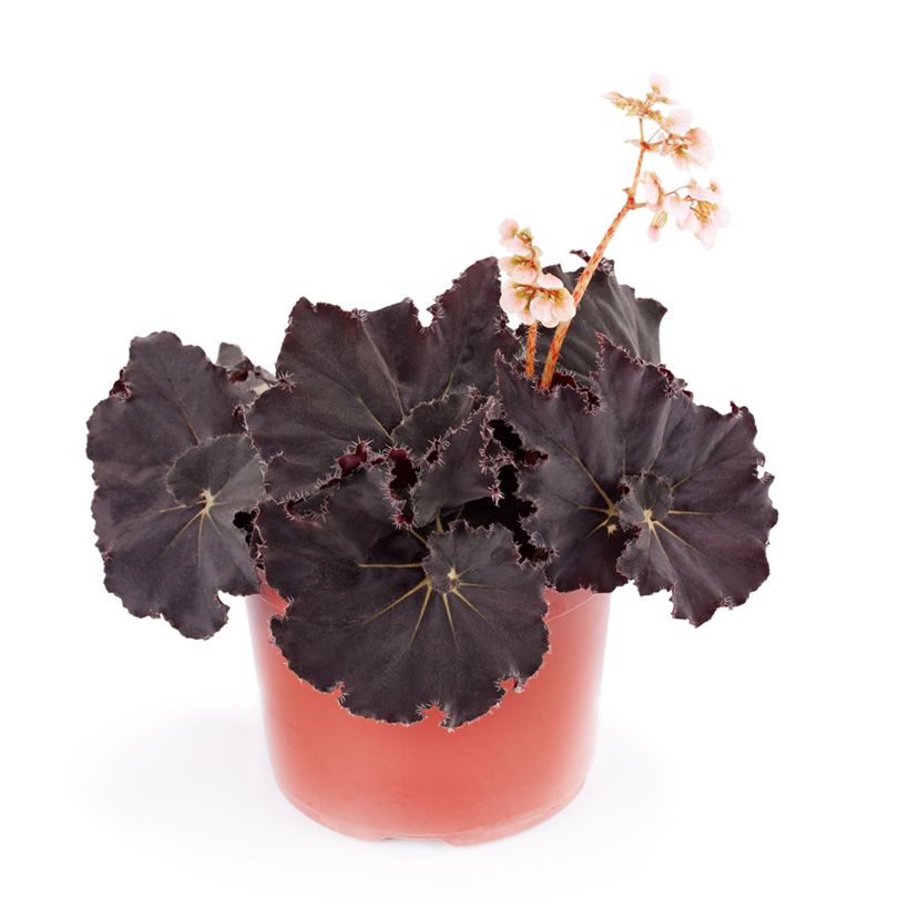 Begonia Rex Dark Mambo - Blattbegonie (Wuchs)