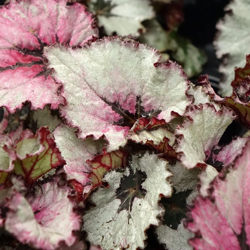 Begonia Rex Red Heart - Blattbegonie (Laub)