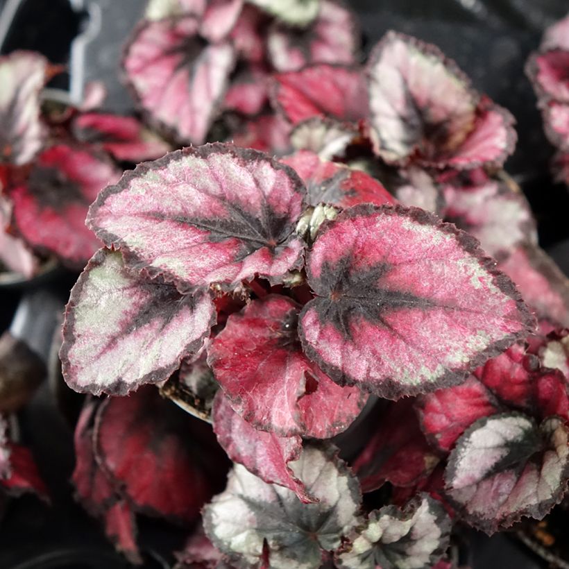 Begonia Rex Red Kiss - Blattbegonie (Foliage)