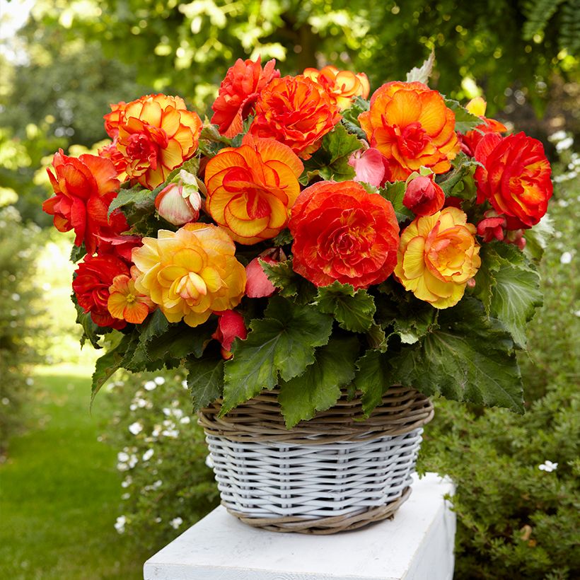 Begonie Sangria - Begonia (Wuchs)