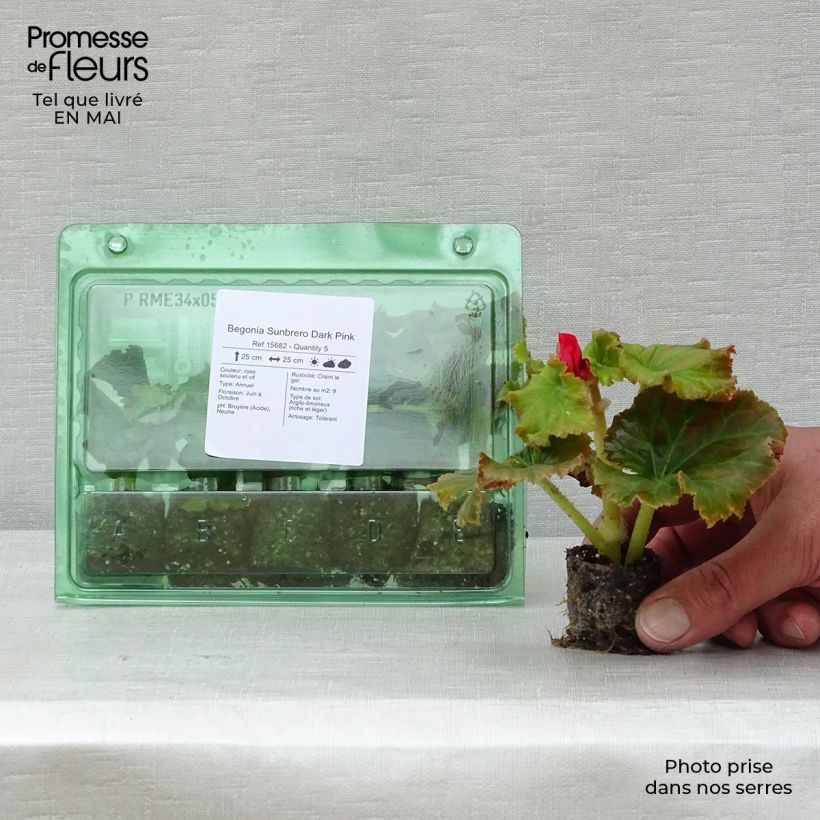Exemplar von Begonie Sunbrero Dark Pink - Begonia Mini-Plug Ø 3/4 cm wie im Frühjahr geliefert