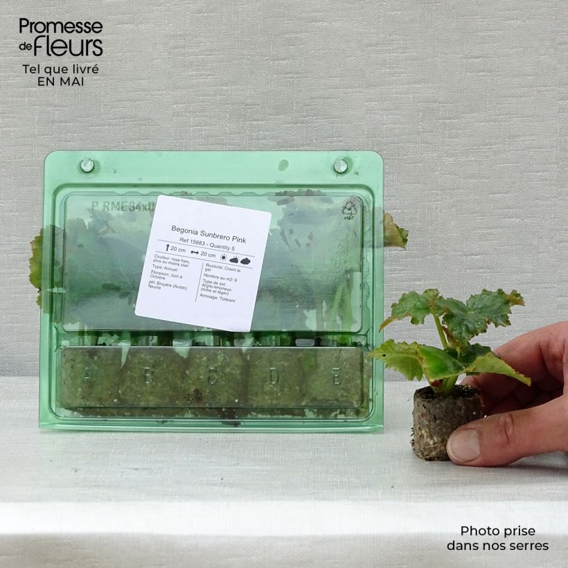 Exemplar von Begonie Sunbrero Pink - Begonia Mini-Plug Ø 3/4 cm wie im Frühjahr geliefert