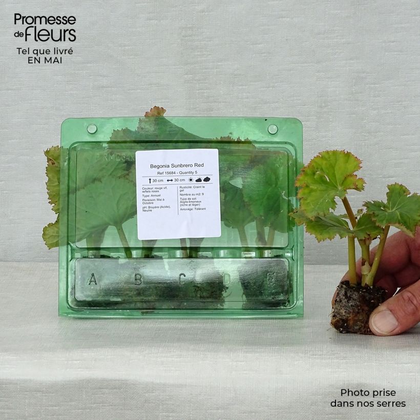 Exemplar von Begonie Sunbrero Red - Begonia Mini-Plug Ø 3/4 cm wie im Frühjahr geliefert