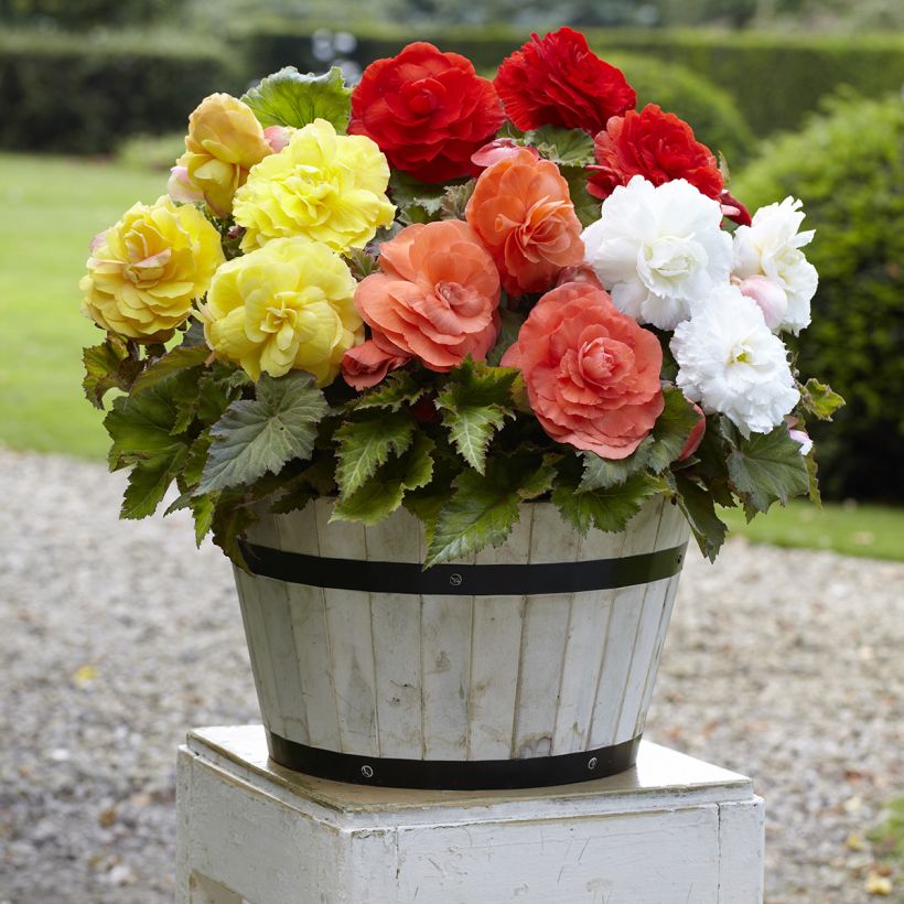 Begonia Superba mix 5 couleurs - fleurs doubles (Wuchs)