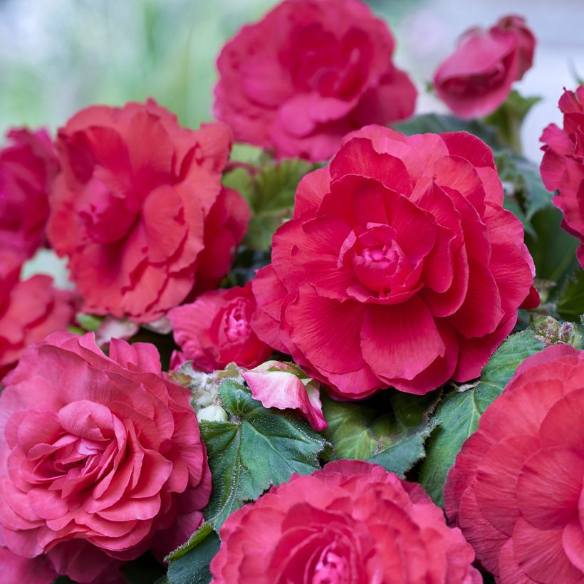 Begonia Superba Pink (Flowering)