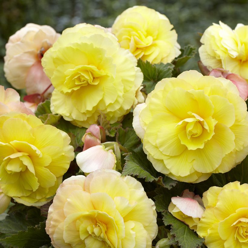 Begonia Superba Yellow (Blüte)