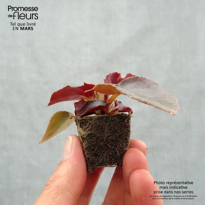 Exemplar von Begonie Viking Bronze Red - Begonia Mini-Plug Ø 3/4 cm wie im Frühjahr geliefert