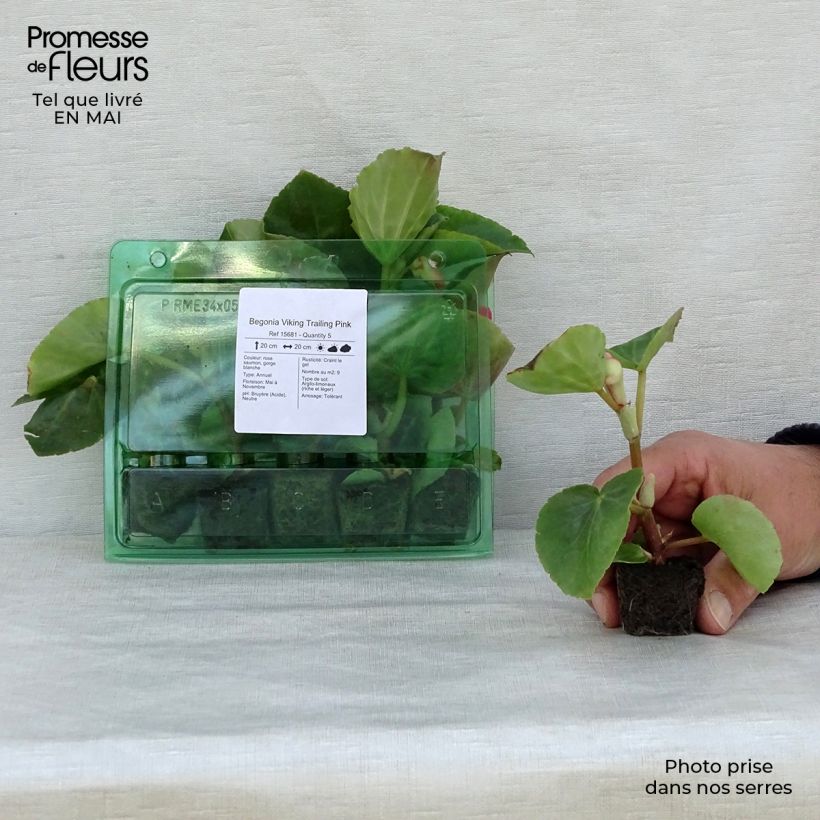 Example of Begonie Viking Trailing Pink - Begonia Mini-Plug Ø 3/4 cm as you get in printemps