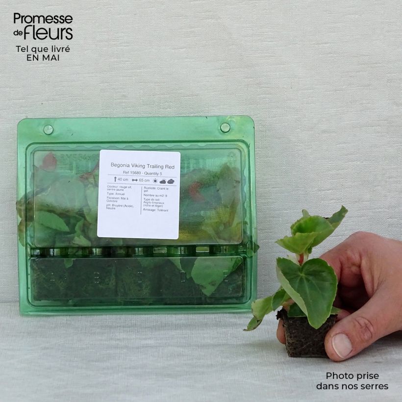 Exemplar von Begonie Viking Trailing Red - Begonia Mini-Plug Ø 3/4 cm wie im Frühjahr geliefert