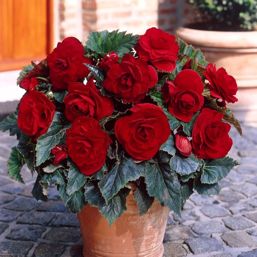 Begonie Dark red - Begonia Grandiflora (Plant habit)