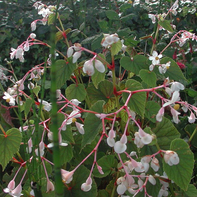 Begonia grandis subsp. evansiana var. alba - Begonie (Wuchs)