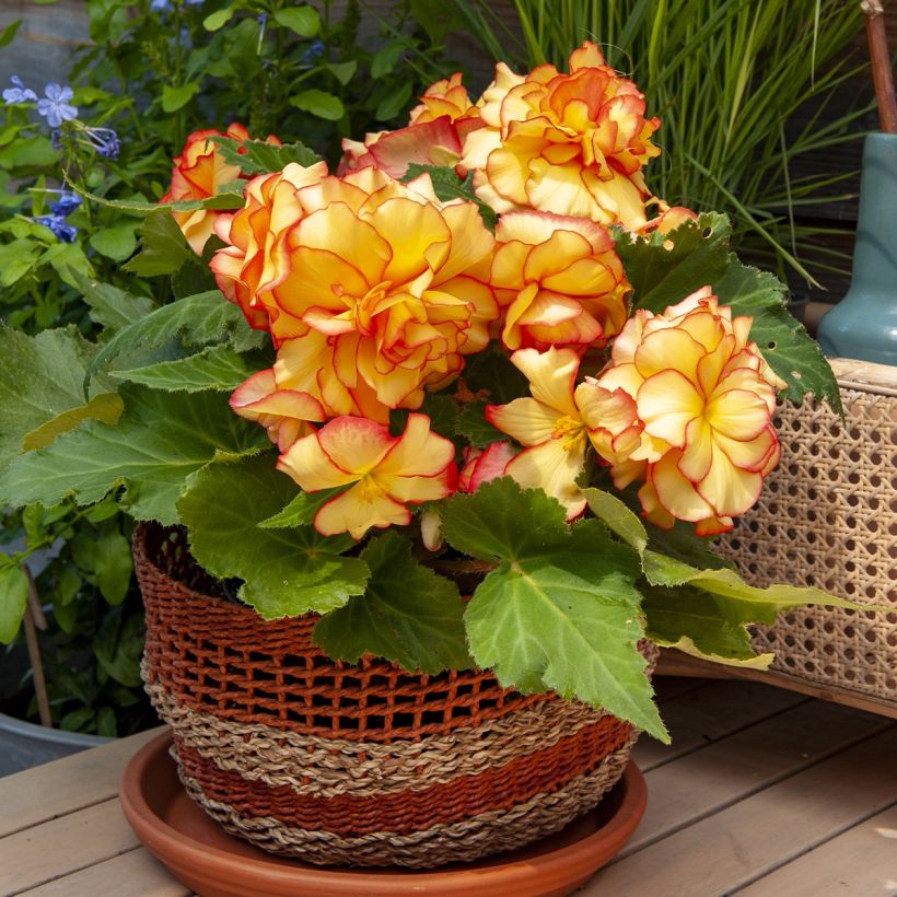 Begonie Tuberhybrida Golden Balcony - Begonia pendula (Plant habit)
