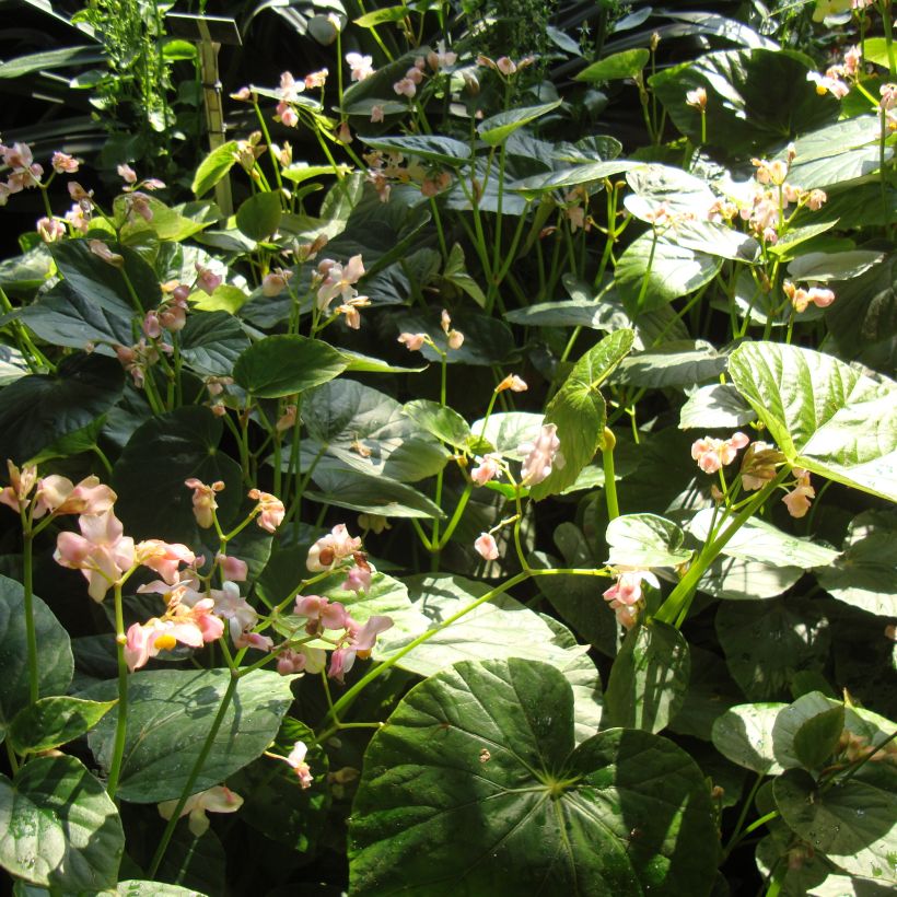 Begonia ravenii - Begonie (Wuchs)