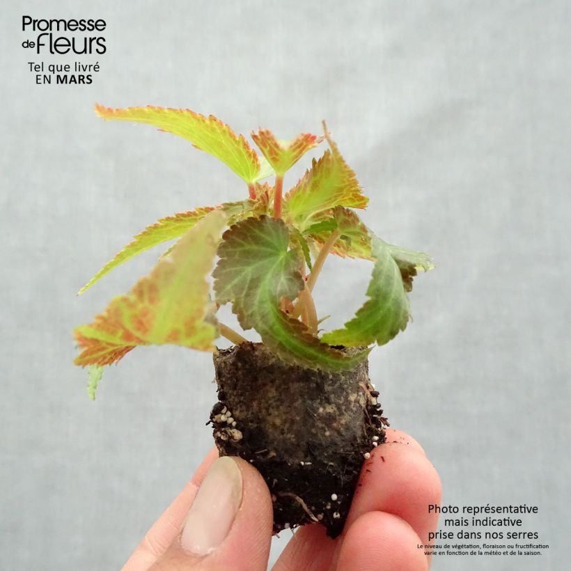 Example of Begonie Belleconia Citrus - Begonia Mini-Plug Ø 3/4 cm as you get in printemps