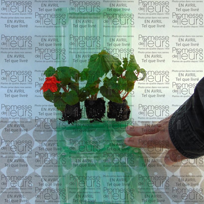 Beispiel eines Exemplars von Begonie Belleconia Hot orange - Begonia Mini-Plug Ø 3/4 cm wie geliefert