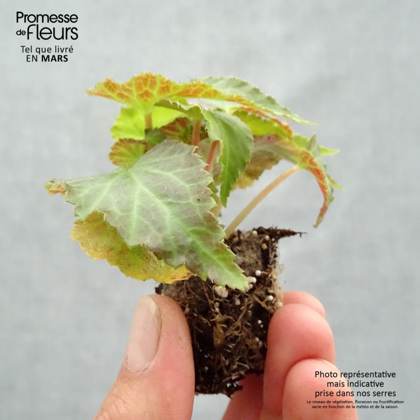 Example of Begonie Belleconia Mango - Begonia Mini-Plug Ø 3/4 cm as you get in printemps