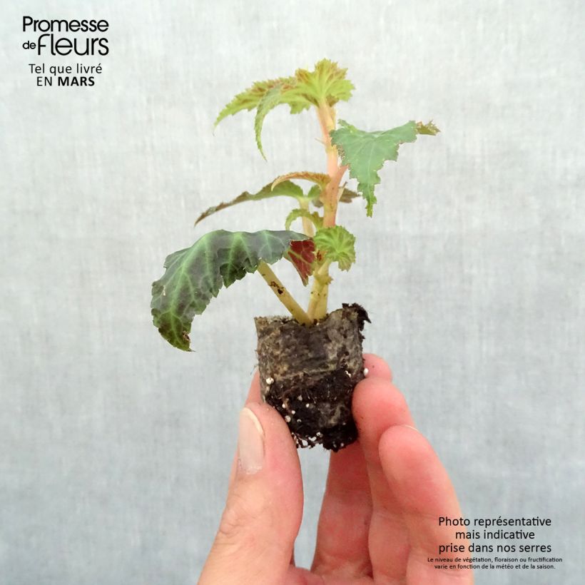 Exemplar von Begonie Belleconia rose - Begonia Mini-Plug Ø 3/4 cm wie im Frühjahr geliefert